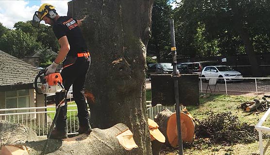 tree surgeon felling a beech tree