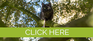 cat in a tree with click here message