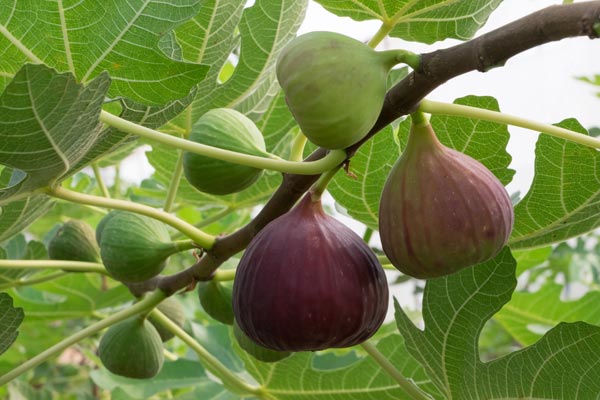 fig tree fruit on the branch