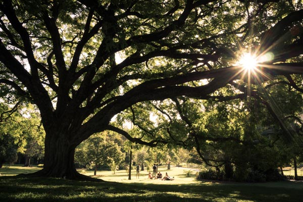 fig tree with sunshine shine through