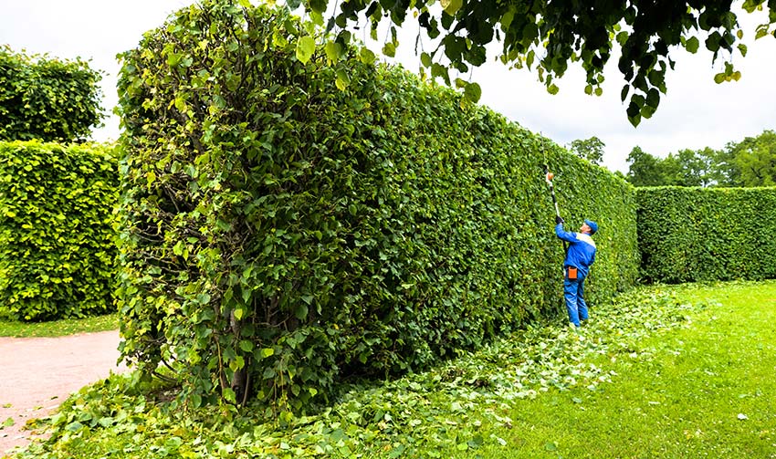 professional hard at work trimming a really large hedge