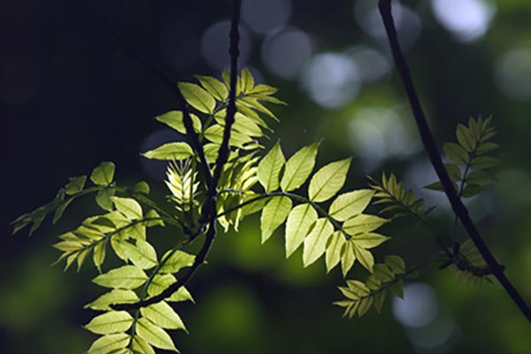 leaves of an ash tree