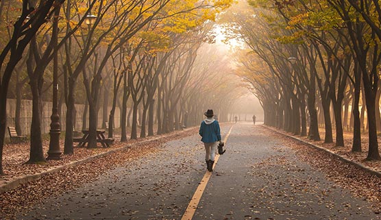autumn trees lining a road with a person walking down the middle