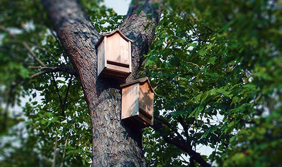 2 bat boxes in a tree