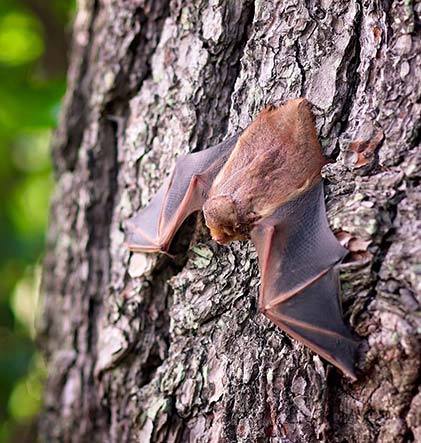 bat resting on a tree