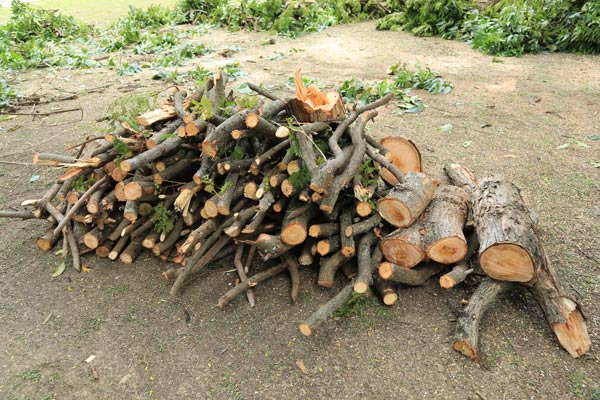 a pile chopped branches