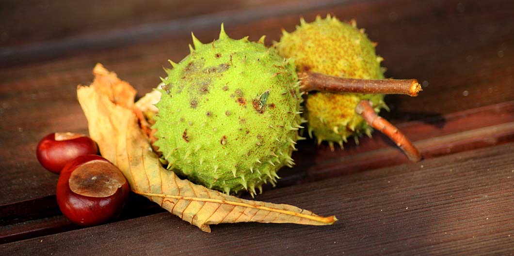 conker - horse chestnut seed