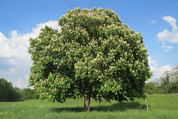 horse chestnut tree in the sun