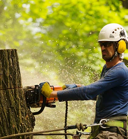 tree surgeon using a chainsaw to cut through a tree trunk