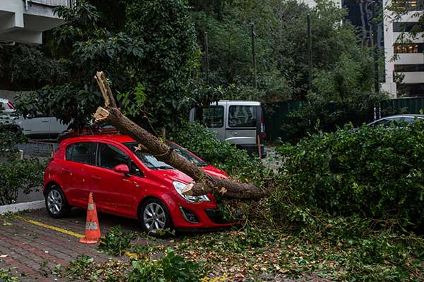 tree has fallen over due to a storm