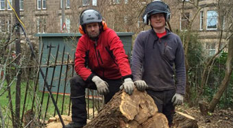 the team clearing a tree stump