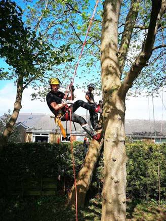 tree surgeon hanging off a tree