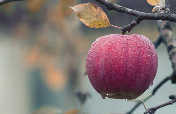 big apple on a tree