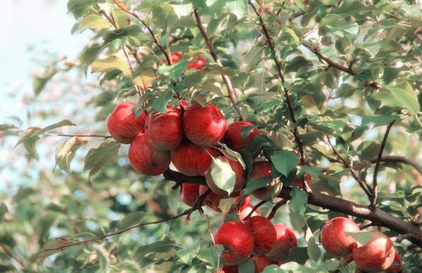 apples on a tree