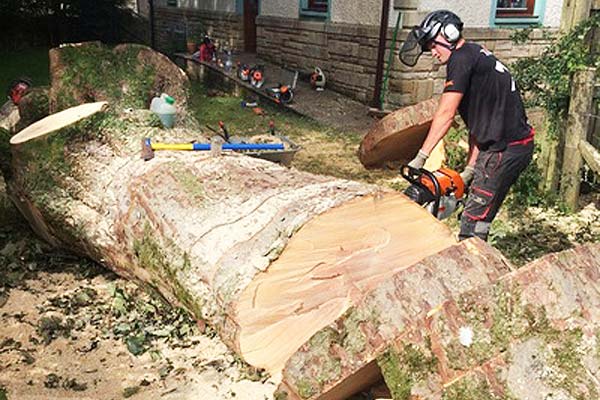 slicing up a sycamore tree with a chainsaw