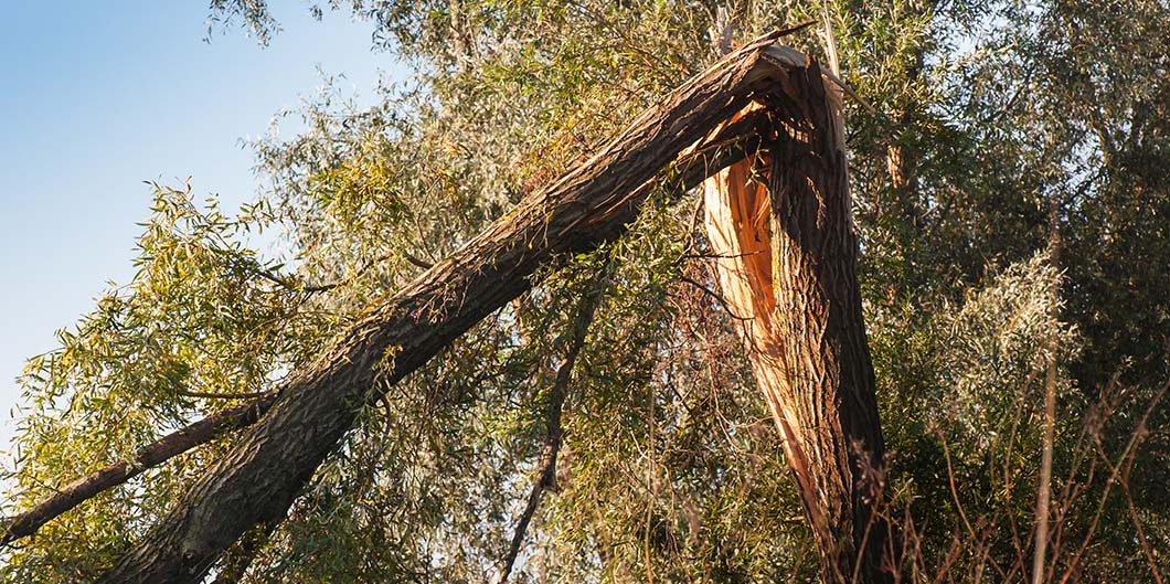 tree broken broken in a storm