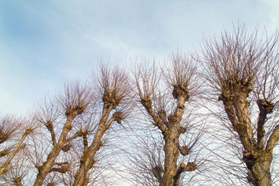 tree growing new shoots after pruning