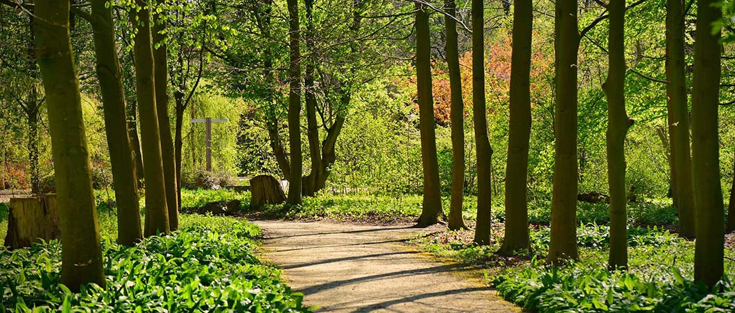 trees in a sunny forest